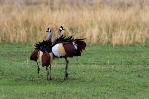 Katavi National Park