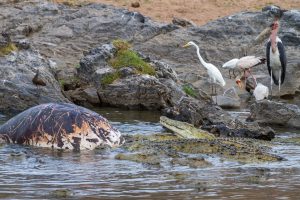 Ruaha National Park