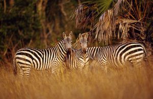 Saadani National Park